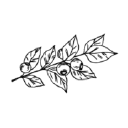 West Branch Cafe + Bakery logo